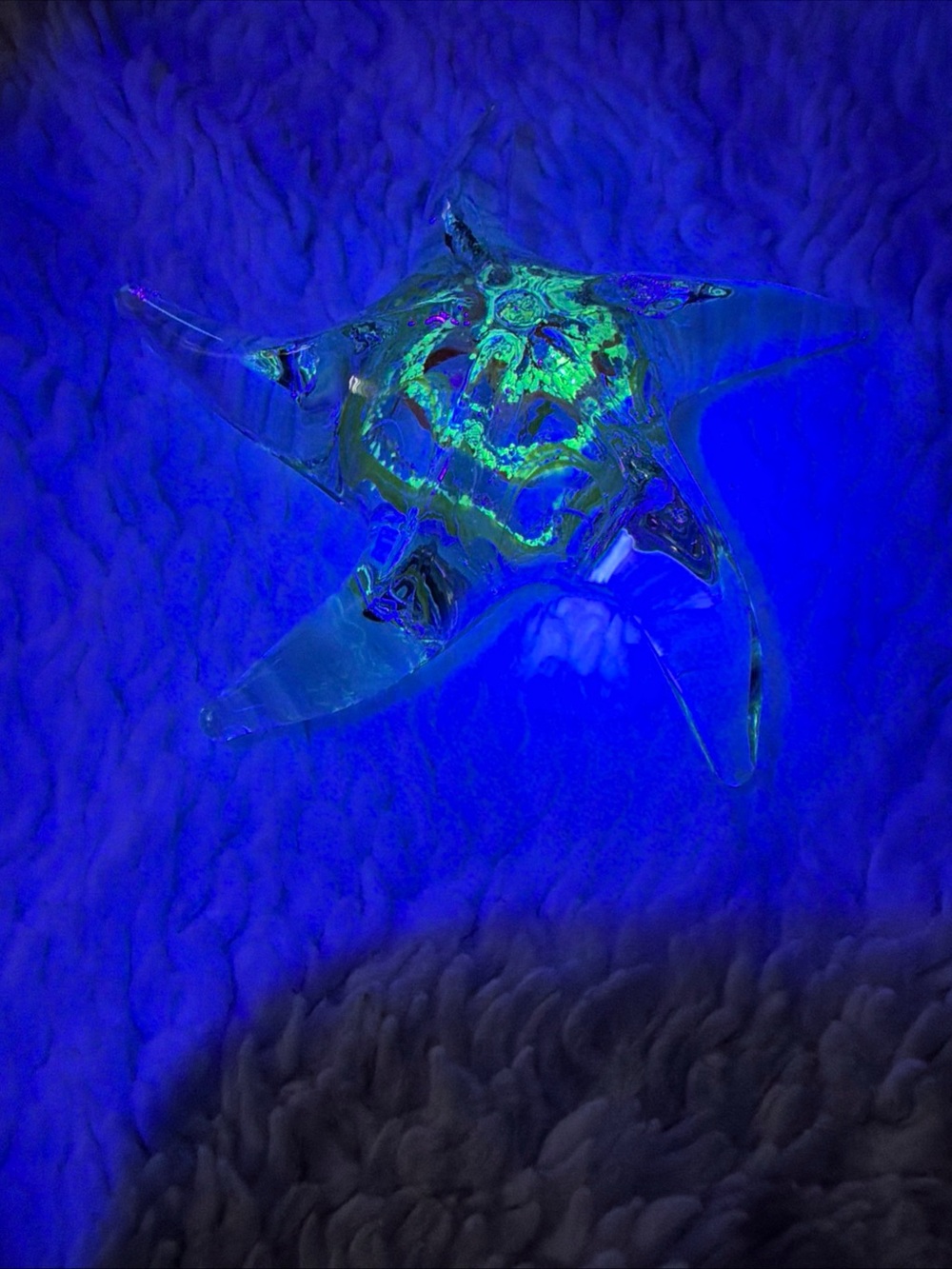 Glass Starfish glow in the dark paperweight  - Blue/Green Accent